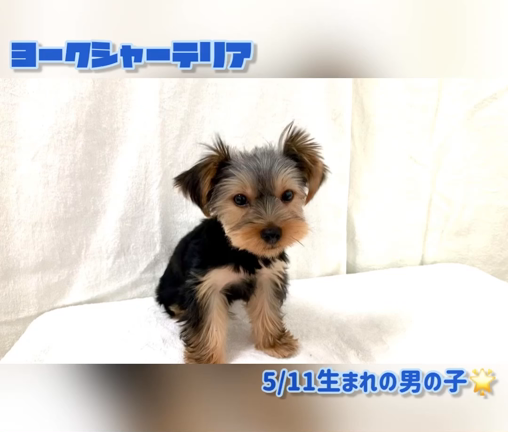 ヨーキーちゃんトリミング♪の記事動画
