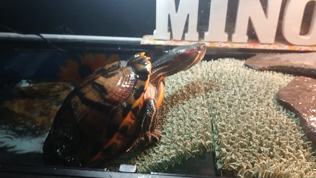 ピンクＴＨＥスロープ！！の記事動画