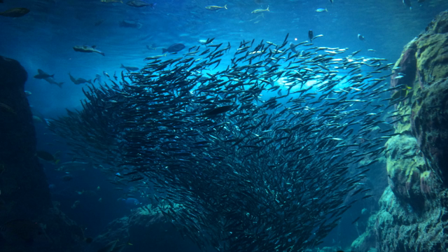 癒しの水族館（過去の記事）の記事動画
