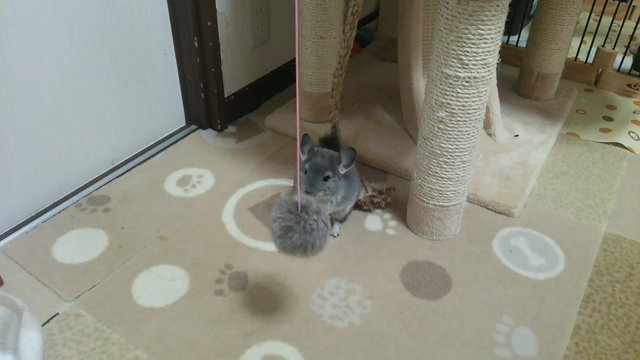 チンチラの遊び方☆の記事動画