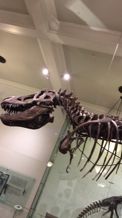 アメリカ自然史博物館  ➊の記事動画