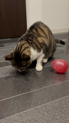 刀削麺とは？【今日の琥珀】動画回の記事動画