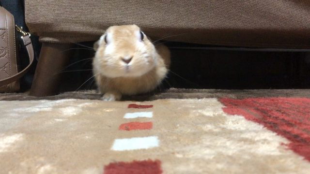 開けてビックリ！の記事動画