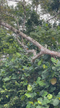 マレーシアはどんどん暑く。日本とのギャップがありすぎる。の記事動画