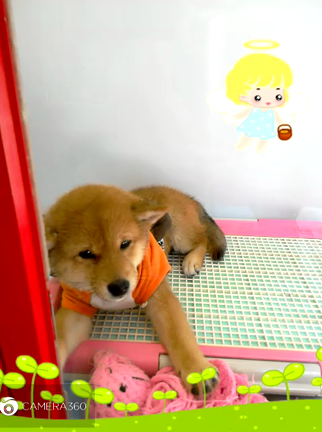 動画祭りです～♪の記事動画