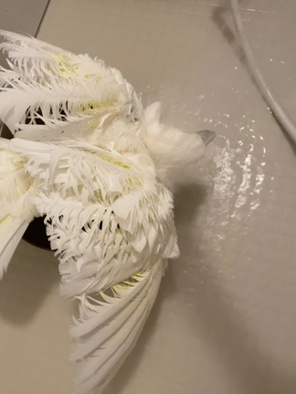 そらとお風呂シャワー ②の記事動画