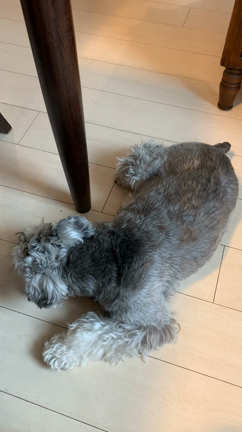 マンション工事。騒音の中の犬と猫の記事動画