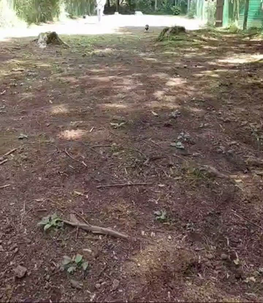 ドッグカフェ DogsGardenWILDPARK 【山中湖】の記事動画