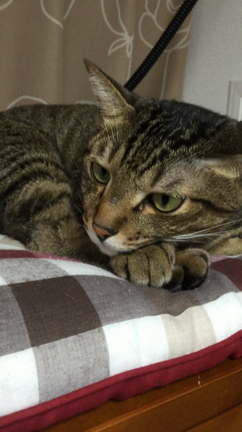 あごの下に手を入れて寝る猫の記事動画