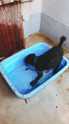 水遊びの記事動画