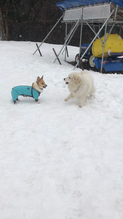 旅行から帰ってきたそらさんの記事動画