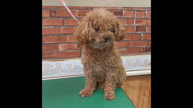 今日のワンコの記事動画