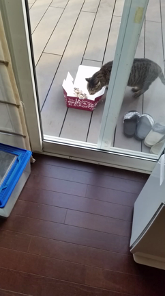 猫また来ました。の記事動画