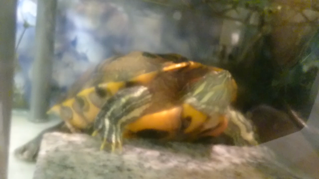 可愛すぎて美亀過ぎるうちのとみのりの記事動画