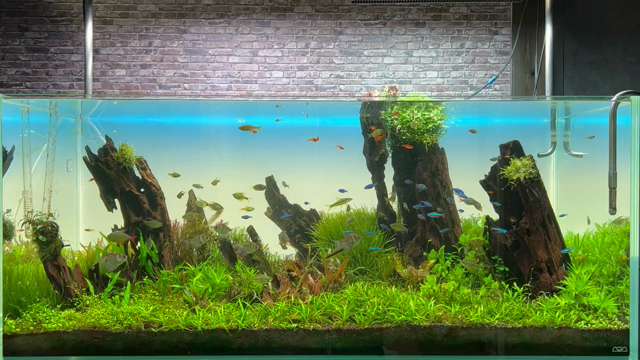 大メンテナンス後、2週間目の120センチ水槽の様子 | moonkageの水草