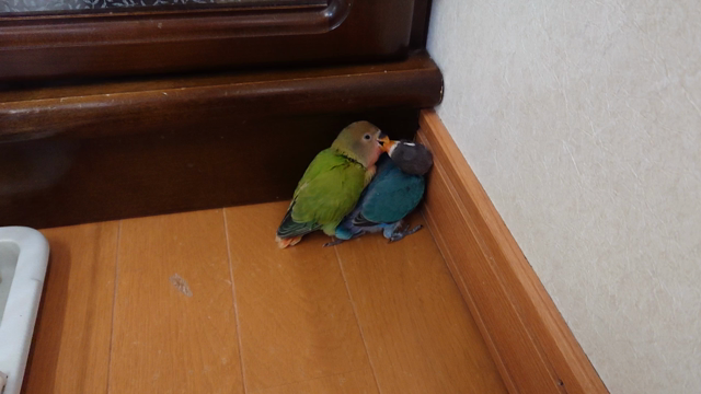 再会！の記事動画