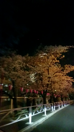 お花見の記事動画