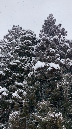 しんしんしんしんの記事動画