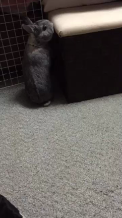 長男と花ちゃんの記事動画