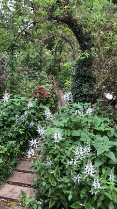 秋晴れのガーデンの記事動画