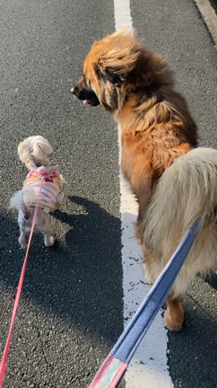 風が強いけど散歩の記事動画