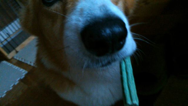 待てる子なんですの記事動画