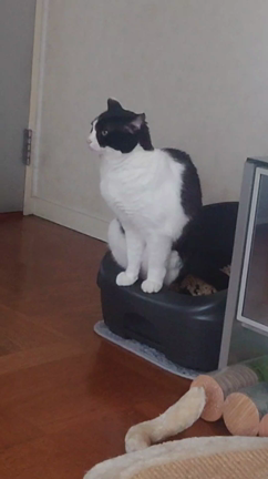 スーパーにゃんにゃんの日の記事動画