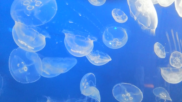 ちょっと遠出   その４   クラゲの記事動画