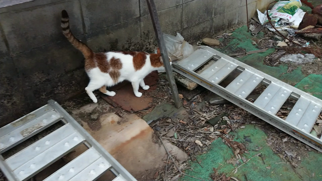 月と散歩の記事動画