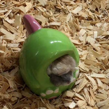 ペットショップの記事動画