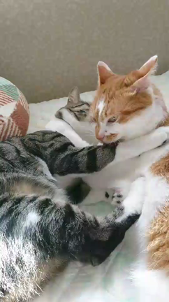 仲良しの記事動画