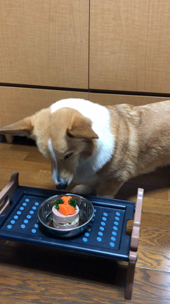 おさんぽですか？の記事動画