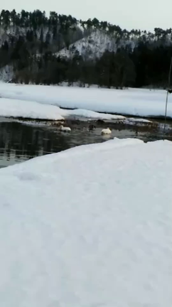 今日はサイド焼き、白鳥もきていました。の記事動画