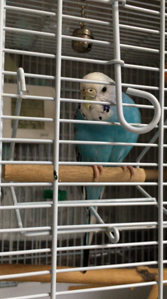 お家の中のノアちゃんの記事動画