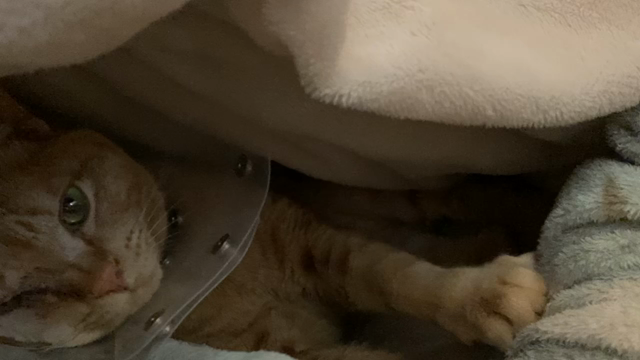 じゃっくん、退院4日目、順調です^ ^の記事動画