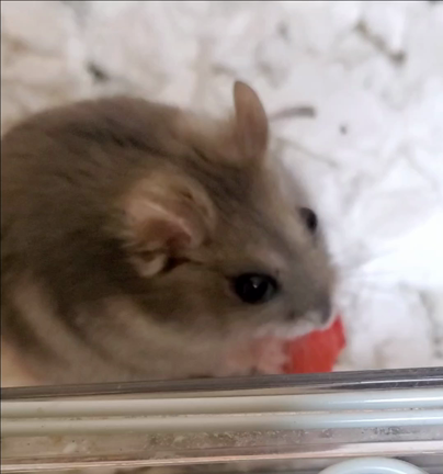 ◇やぱ‥苦手(◍•ㅿ•◍)?◇の記事動画