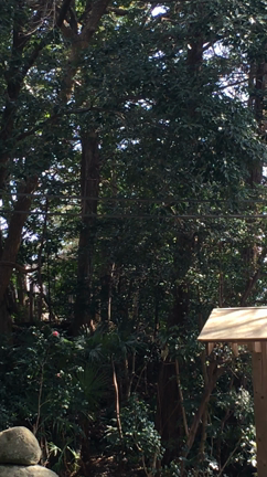 魂の願いに沿って…あらがわないことを意識してみたの記事動画