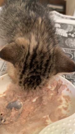 ご支援ありがとうございます　〜喧嘩と抗争の日々〜〜の記事動画