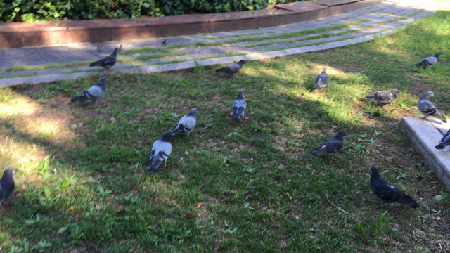 長閑な日。の記事動画