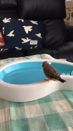 むぅちゃん 話題のバードバス みかりんの好きなもの