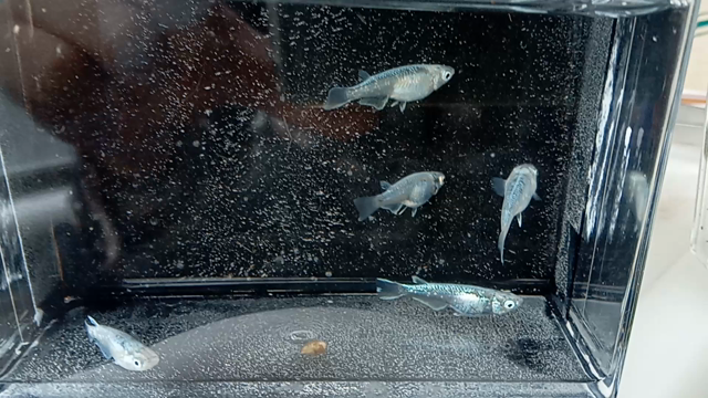 お気に入りのメダカその⑥の記事動画