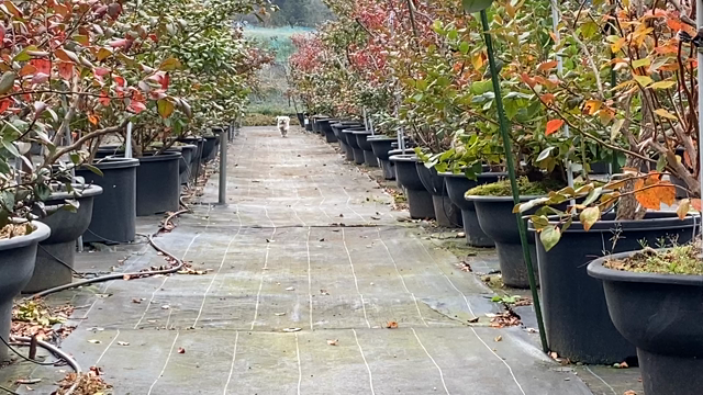 看板犬と一緒にできる仕事は楽しい！の記事動画