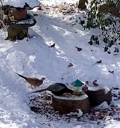 雪が積もったら野鳥を呼ぼうの記事動画