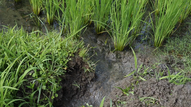 中干ししたらいろんな物が見えたの記事動画