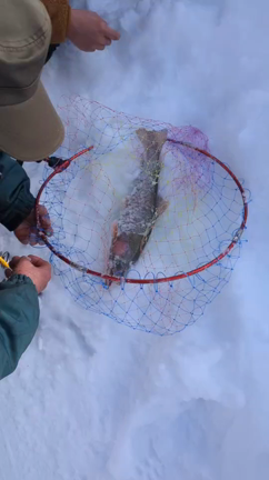 灯台もと暗しなニジマスの記事動画