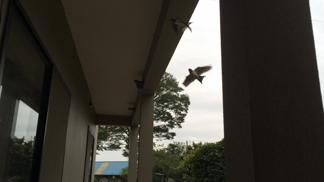 巣立ち間近。の記事動画