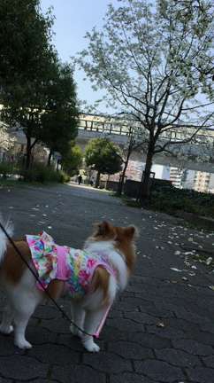 大阪城公園の桜を見に行きましたの記事動画