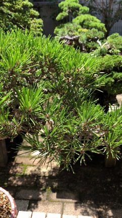 文人黒松と山採り杜松 | Vintage Bonsai 〜盆栽＆北欧ヴィンテージ〜