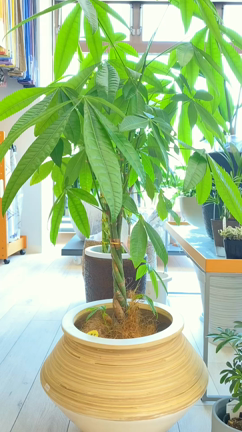 グリーンちゃん達がかわゆー！の記事動画