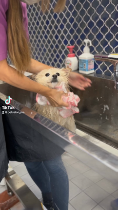 パンちゃんの動画の記事動画